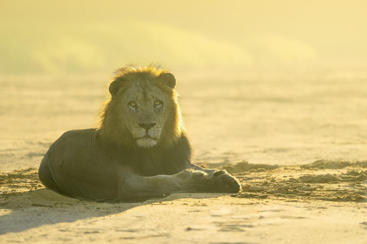 Rhino Sands Safari Camp Manyoni Private Game Reserve Buitenkant foto
