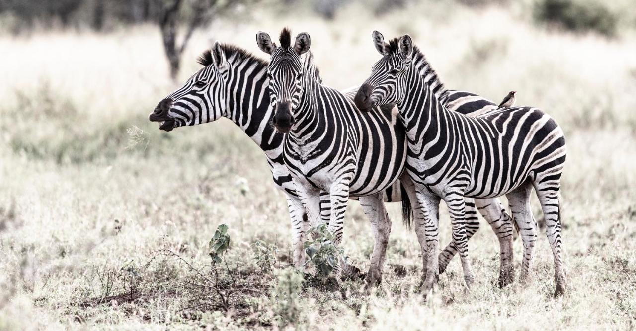 Rhino Sands Safari Camp Manyoni Private Game Reserve Buitenkant foto